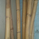 Bamboo Pole approx 3cm thick $14 per metre