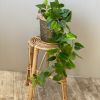 Natural Rattan Plant Stand or Cane Stool, Neptune Design - Image 3